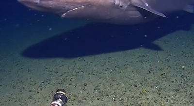 Squalo avvistato per la prima volta nelle acque ghiacciate dell'Antartide a una profondità di 490 metri- Il video
