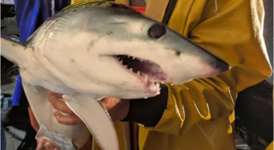 Un giovane esemplare di squalo Mako pescato nelle reti in Liguria