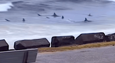 A caccia di prede a un passo dalla riva squali leuca in preda alla frenesia alimentare a Snapper Rocks sulla Gold Coast in Australia