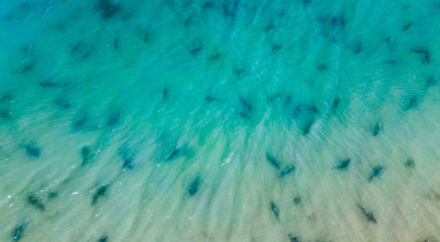 Branco di circa 500 squali tope (Galeorhinus galeus), filmato al largo della costa della Charente-Maritime vicino all'isola di Ré