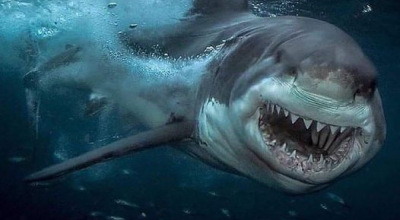 Reggio Calabria, filmato squalo bianco femmina di oltre tre metri a pochi metri dalla spiaggia