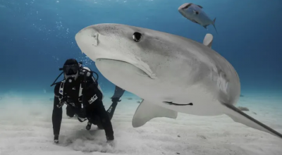 Biologo marino messicano gravemente ferito nell'attacco di uno squalo al largo del Costa Rica