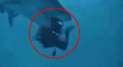 Attacco di squalo alle Bahamas: sub subisce gravi lesioni a viso e collo al largo di Andros