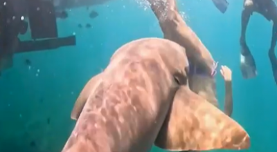 Attacco di squalo alle Maldive: turista spagnolo in luna di miele lotta per la vita dopo essere stato attaccato da uno squalo