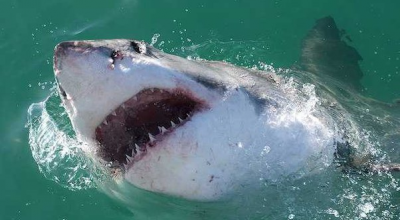 Polinesia, nuotatore attaccato da uno squalo