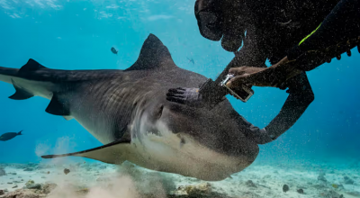 Viaggiare sicuri: allerta di viaggio per destinazioni asiatiche dopo un attacco di squalo