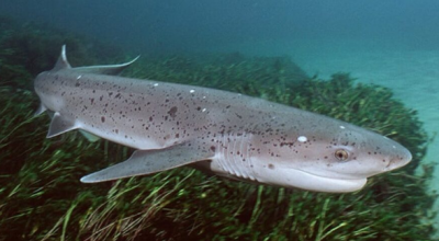 Donna morsa da uno squalo mentre nuotava sulla spiaggia vicino a Burnie in Australia