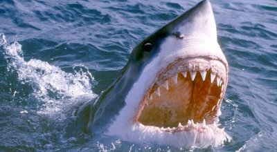 Sudafrica, attacco mortale di squalo a Orient Beach: perde la vita una nuotatrice di 65 anni