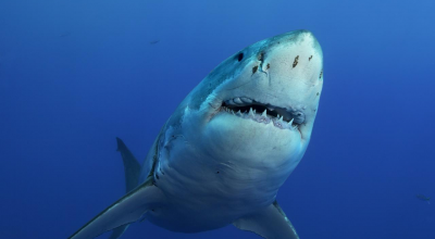 Messico: attacco mortale di squalo bianco, sommozzatore decapitato 