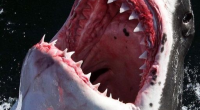 Uomo ucciso in attacco di squali al largo della costa dell'Australia Occidentale