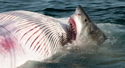 Allarme squali a Binningup Beach pochi giorni dopo l'attacco mortale a Perth in Australia