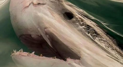 “Quello pescato” a Marina di Pisa era uno squalo mako