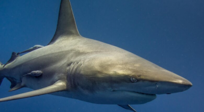 Pescatore subacqueo ucciso da due squali in Sud Africa