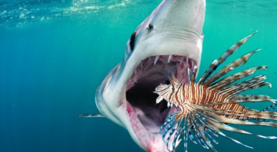 Squali e specie aliene nei mari greci sollevano preoccupazioni crescenti per il turismo e la pesca professionale
