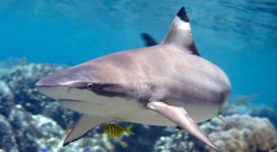 Turista attaccato da uno squalo alle Hawaii e portato in ospedale