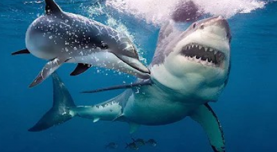 Squali attaccano un delfino all'Island Beach State Park
