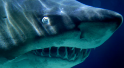 Squalo mako di almeno tre metri filmato nel Mare Ionio di Gallipoli da un pescatore sportivo – Il video 