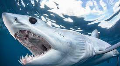 Avvistato un esemplare di “Squalo Mako” nel tratto di mare della costa jonica cosentina