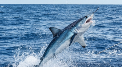 Incredibile incontro al largo di Livorno: catturato e poi liberato uno squalo mako di 2,5 metri – Il video