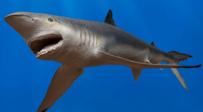 Alle Bahamas squalo 'risulta positivo alla cocaina' per la prima volta in assoluto