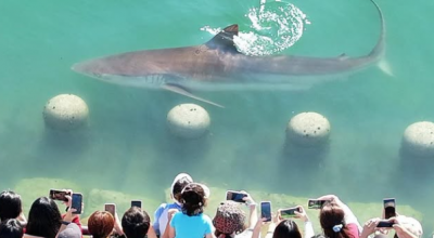 Un grande squalo è intrappolato in un canale artificiale in Corea del Sud da cinque giorni
