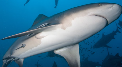 Un grande squalo toro uccide una donna e ferisce un uomo in un unico attacco in Australia