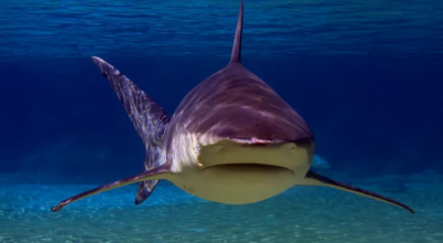 Squalo toro attacca violentemente una moto d'acqua