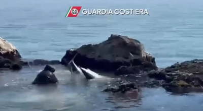 Squalo verdesca di oltre 2 metri in difficoltà a pochi metri dalla riva salvato dagli operatori della Capitaneria di Porto