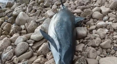 Delfino spiaggiato sul litorale di Torre Vado nel Salento. Il video