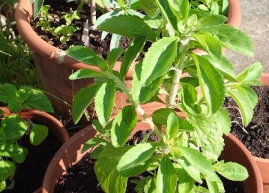 stevia rebaudiana