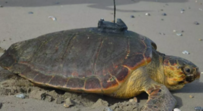 L'incredibile viaggio di Diana, la tartaruga marina che ha viaggiato da Ceuta, nel Nordafrica, ai Caraibi