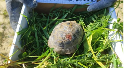 La polizia israeliana salva una tartaruga colpita da un frammento di missile iraniano
