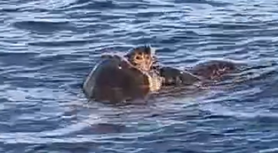 Le tartarughe Caretta caretta in amore nel mare di San Cataldo a Lecce