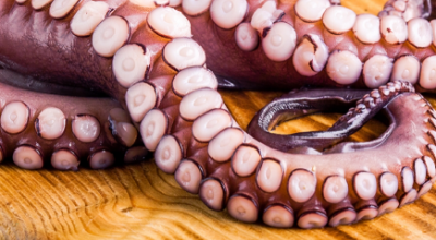 Corpi estranei metallici in tentacoli di polpo oceanico tagliati scottati congelati richiamati dalla vendita