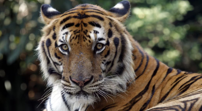 Sassonia, una tigre fugge dal recinto privato e aggredisce ferendolo gravemente un uomo 