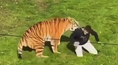 Tragedia allo Yorkshire Wildlife Park: uomo muore dopo l'attacco di una tigre. Il video dell’aggressione