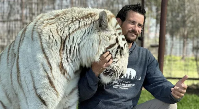Addestratore di tigri aggredito a morte dal felino di cui si prendeva cura