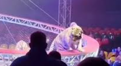 Paura al circo: una tigre esce dal recinto e si lancia sugli spettatori durante lo spettacolo – Il video