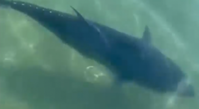 Il grosso tonno rosso di 100 chili nuota ancora disorientato tra Santa margherita e Rapallo. Nuovo video documenta la situazione