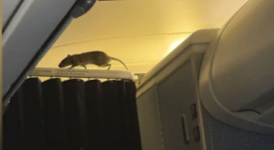 Sorpresa in aereo, c’è un topo vivo