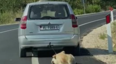 Orrore: cane trascinato sull'asfalto da un'auto. Il video fa il giro della rete