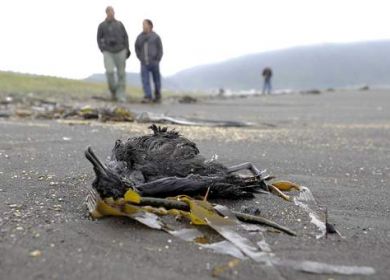 uccello morto in spiaggia in cile