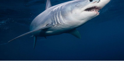 Tirreno, avvistato un esemplare di squalo verdesca a riva tra Lavinio e Lido dei Pini nel tratto di mare tra Anzio e Ardea