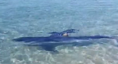Avvistato un esemplare di squalo verdesca a riva accompagnato da alcuni pesci pilota nel tratto di mare di Torre Faro a Messina