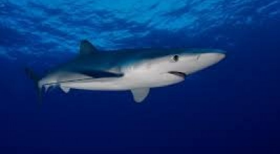 Brindisi, uno squalo azzurro di oltre un metro fa capolino tra gli scogli: paura in spiaggia – VIDEO