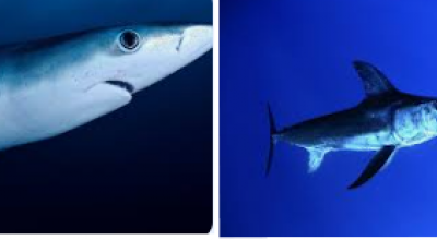 Il raro video di uno squalo che mangia la carcassa di un pesce spada