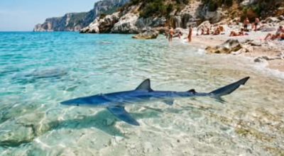 Paura fra i bagnanti all’arcipelago di La Maddalena: squalo verdesca di 2 metri a pochi metri dalla riva