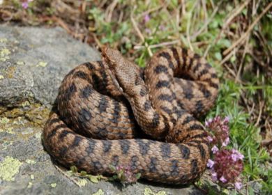 vipera Walser