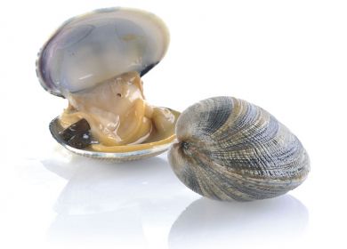 vongole veraci