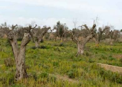 xylella olivi gallipoli